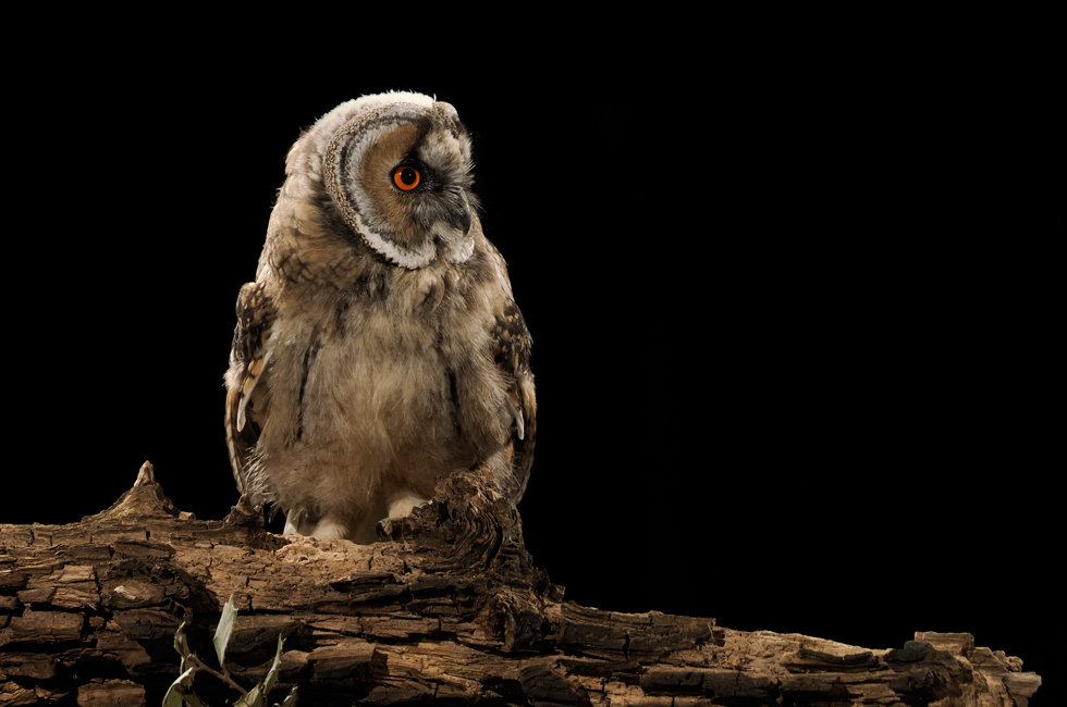 Imagen 17 de la galería de Búho Chico - Long-eared Owl